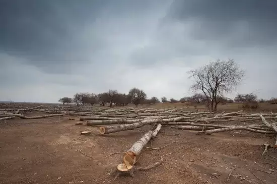 刚砍下的树多久才会干 刚砍下的树多久才会干