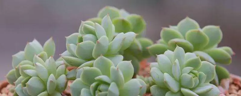 红太阳多肉养殖方法,需要充足的光照 红太阳多肉养殖方法,需要充足的光照
