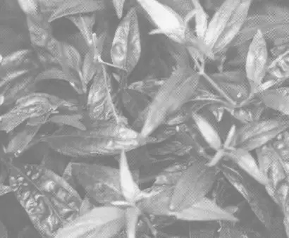 穿心莲怎么吃 穿心莲怎么吃