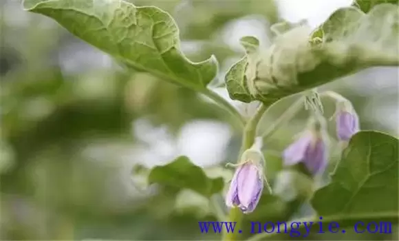 如何预防茄子落花落果 如何预防茄子落花落果