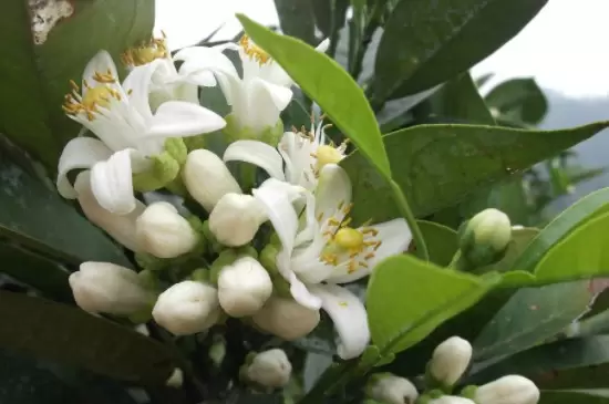 橙花的花语 橙花的花语