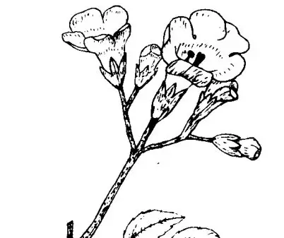 凌霄花的功效与作用 凌霄花的功效与作用