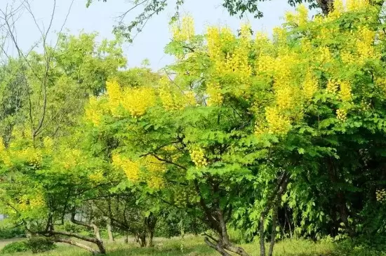 云实树的生长环境及范围 云实树的生长环境及范围