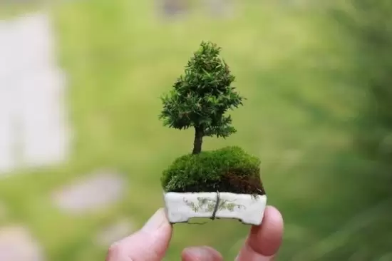冬季植物剪枝有什么好处:防病虫害,保存养分 冬季植物剪枝有什么好处:防病虫害,保存养分