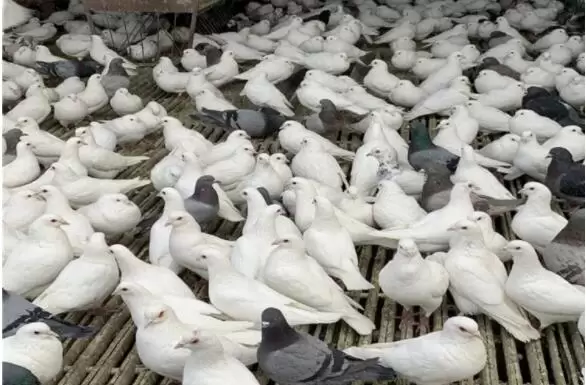 如何判定饲料优劣及保证肉鸽肠道健康插图1