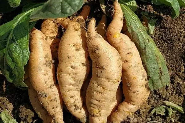 哪些药材适合在河南农村种植,包括地黄、山药、牛膝、菊花等品种 哪些药材适合在河南农村种植,包括地黄、山药、牛膝、菊花等品种