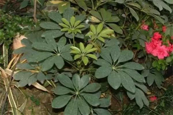 发财树多长时间浇一次水,发财树的浇水方法 发财树多长时间浇一次水,发财树的浇水方法