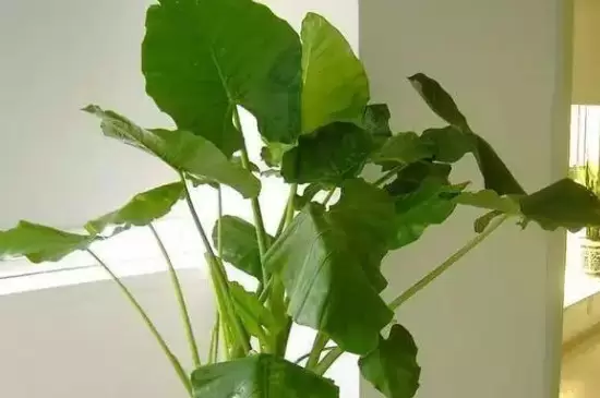 大叶绿植有哪些 大叶绿植有哪些