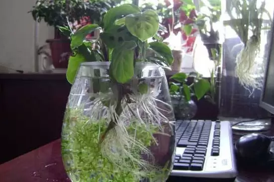 养花的水多久换一次水 养花的水多久换一次水
