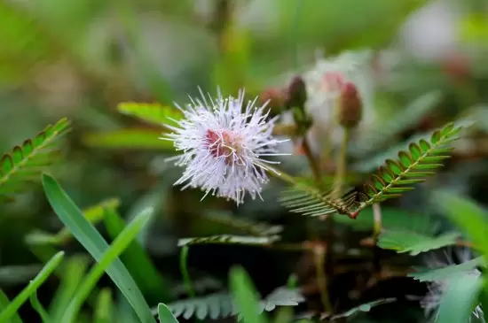 家中最忌讳的十种花 家中最忌讳的十种花