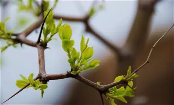 春季枣树嫁接时间和方法 春季枣树嫁接时间和方法