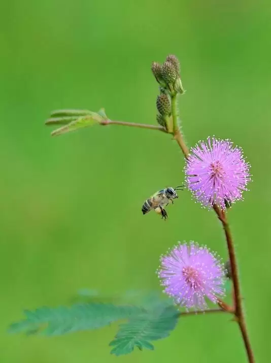 室内不适合养什么花草植物,室内养花禁忌 室内不适合养什么花草植物,室内养花禁忌