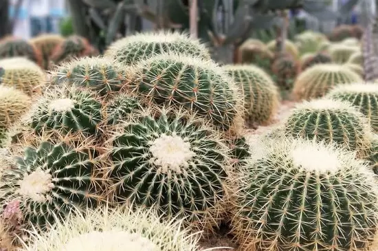 家中最忌讳的十种花 家中最忌讳的十种花