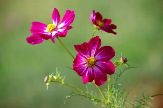 幸福香花的养殖方法 幸福香花的养殖方法