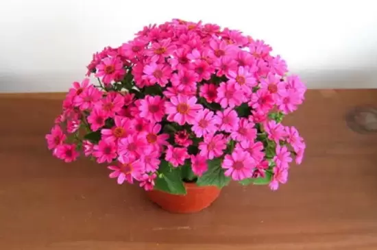 瓜叶菊有毒吗在室内养 瓜叶菊有毒吗在室内养