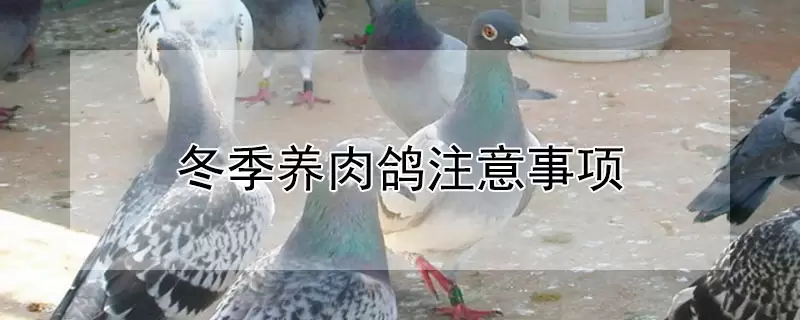 冬季养肉鸽注意事项 冬季养肉鸽注意事项