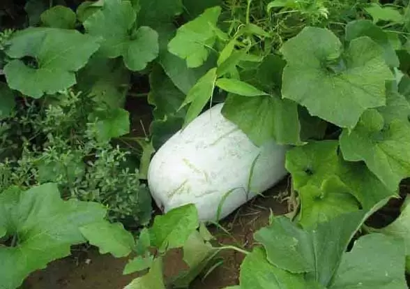 冬瓜的种植时间是什么时候? 冬瓜的种植时间是什么时候?