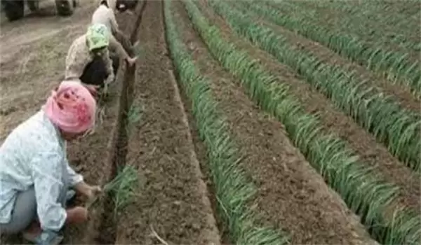 大葱育苗什么时候播种 大葱育苗什么时候播种