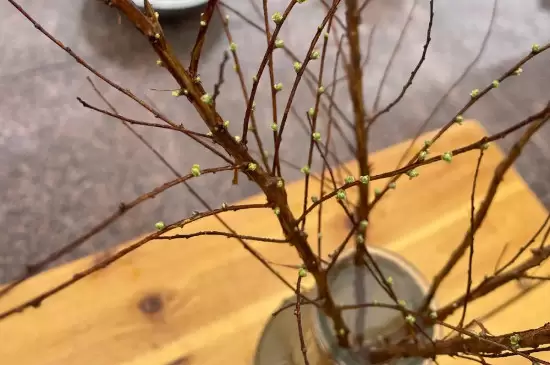 干支雪柳如何快速开花 干支雪柳如何快速开花