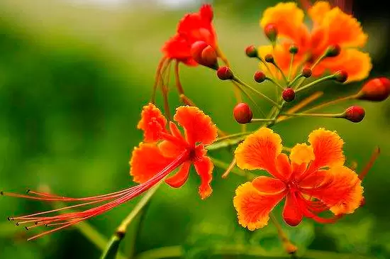 凤凰花的花语是什么意思 凤凰花的花语是什么意思