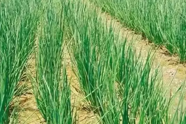 大葱的品种有哪些,什么时间种植、怎样种植 大葱的品种有哪些,什么时间种植、怎样种植