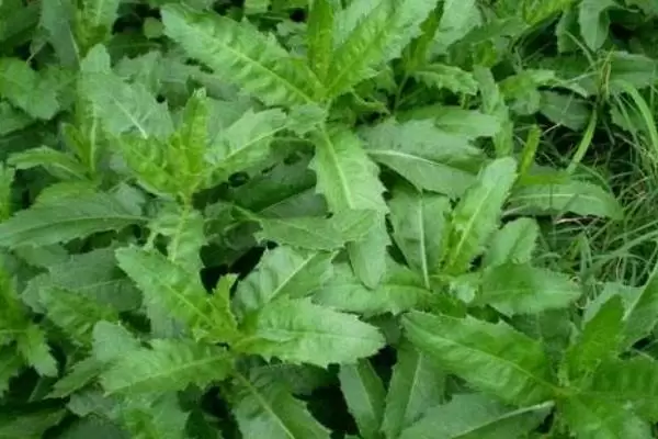 农村种什么致富快,哪些种植前景好 农村种什么致富快,哪些种植前景好