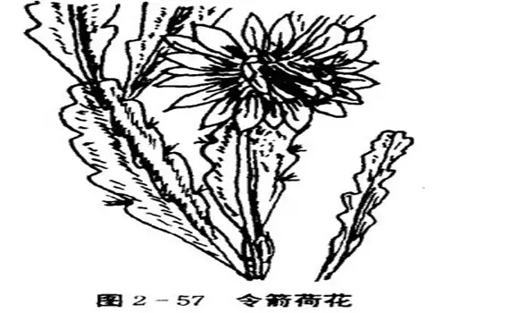 令箭荷花的特点与栽培技术 令箭荷花的特点与栽培技术