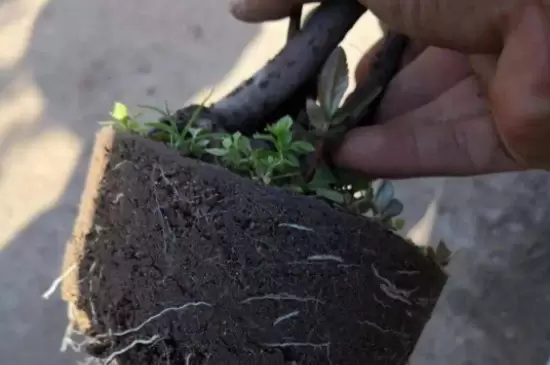 多菌灵用后多久再浇生根粉 多菌灵用后多久再浇生根粉