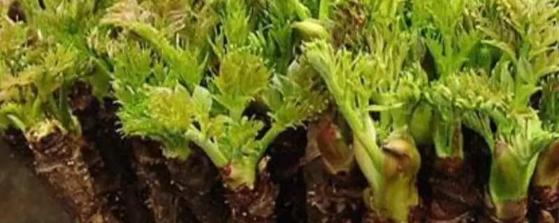 刺嫩芽是什么 刺嫩芽是什么