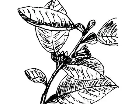 代代花的功效与作用 代代花的功效与作用