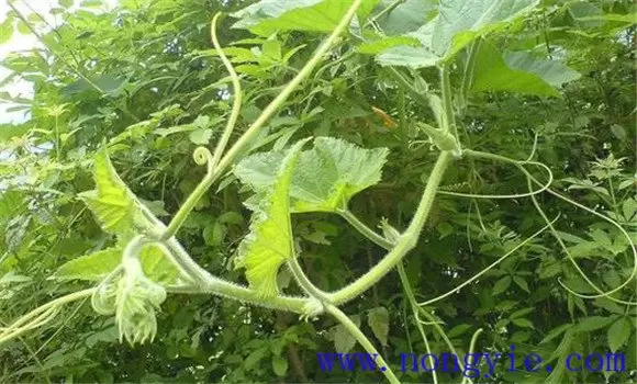 南瓜种植时间 南瓜种植时间