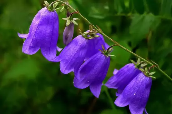 风铃花的花语是什么? 风铃花的花语是什么?