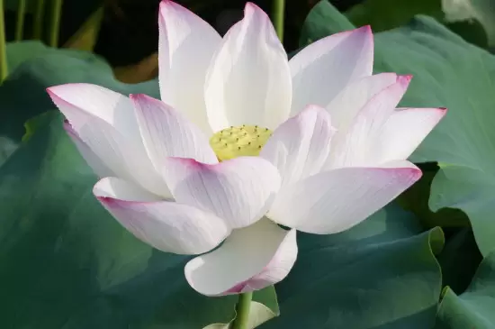 家中最忌讳的十种花 家中最忌讳的十种花