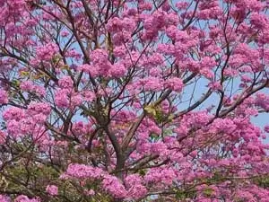 红花风铃木图片和种植方法 红花风铃木图片和种植方法
