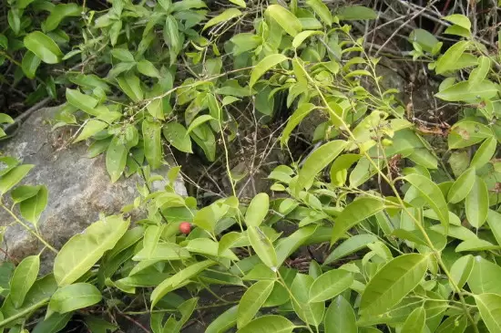 双子叶植物和单子叶植物的区别 双子叶植物和单子叶植物的区别