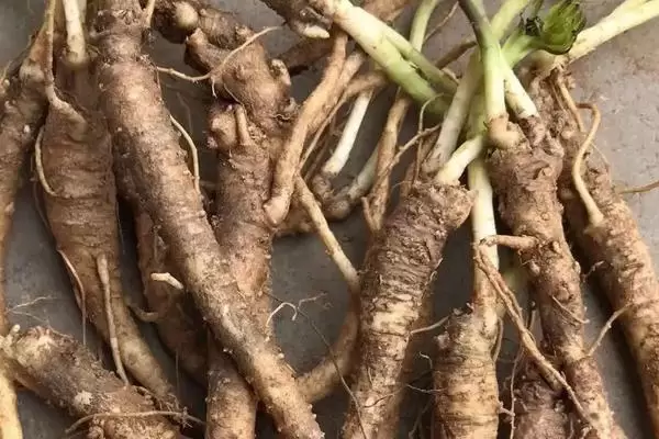 广西适合种哪些药材,部分药材介绍 广西适合种哪些药材,部分药材介绍