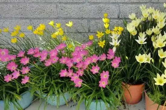 夏天开的花都有什么花 夏天开的花都有什么花