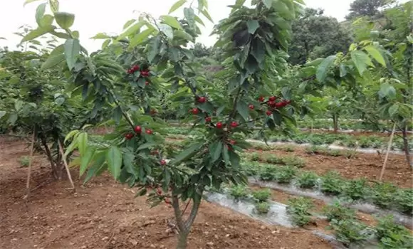 大樱桃的定植后如何管理 大樱桃的定植后如何管理