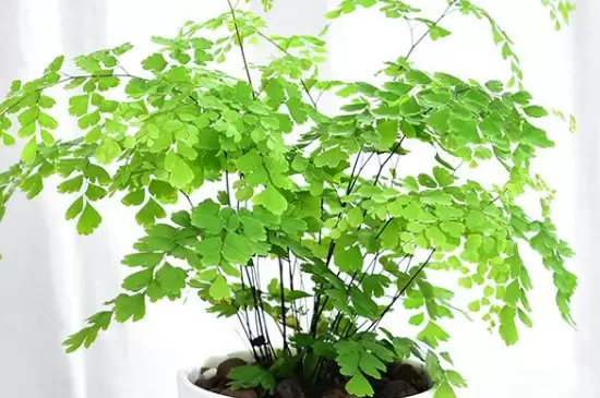 去甲醛味用什么植物 去甲醛味用什么植物