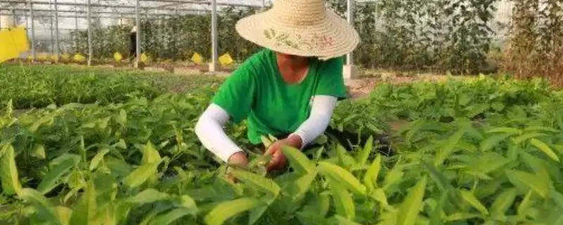 农业创业者有什么办法来掌握新技术吗,这几个方面是关键 农业创业者有什么办法来掌握新技术吗,这几个方面是关键