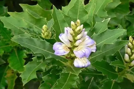 双子叶植物叶片的结构特点 双子叶植物叶片的结构特点