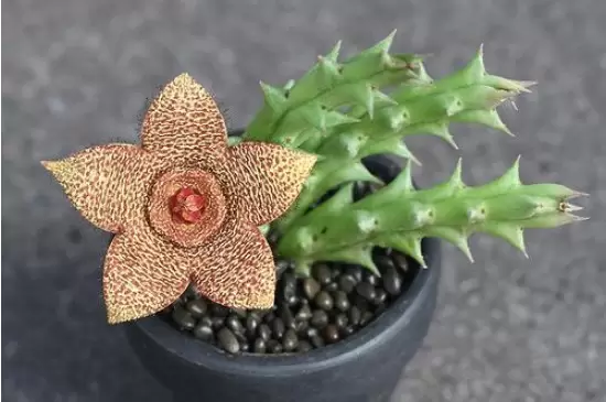 家中最忌讳的十种花 家中最忌讳的十种花