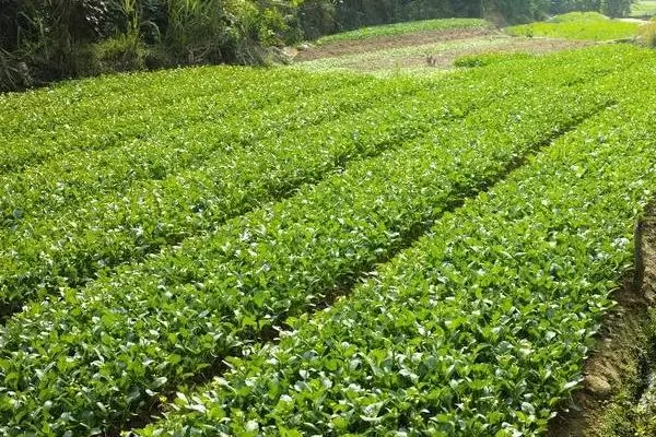 农村种什么致富快,哪些种植前景好 农村种什么致富快,哪些种植前景好