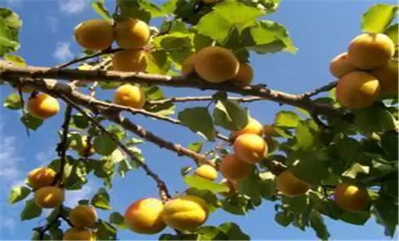 你不知道的杏树增产秘诀 你不知道的杏树增产秘诀
