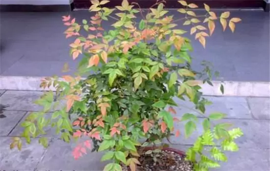 南天竹怎么养殖?告诉你南天竹是乔木还是灌木 南天竹怎么养殖?告诉你南天竹是乔木还是灌木