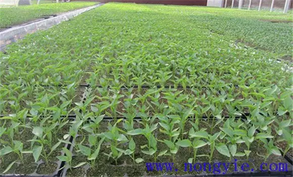 夏茄子什么时候育苗 夏茄子什么时候育苗