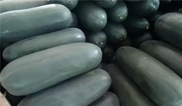 黑皮冬瓜亩产量是多少 黑皮冬瓜亩产量是多少