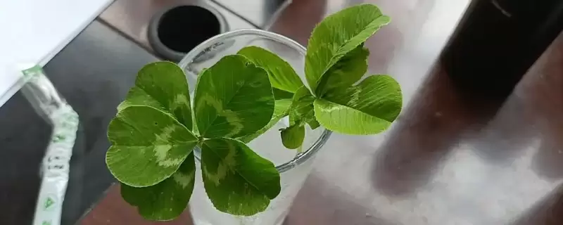 六叶草的寓意和象征 六叶草的寓意和象征
