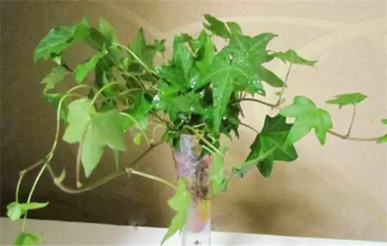 常春藤的繁殖方法与病虫害防治 常春藤的繁殖方法与病虫害防治
