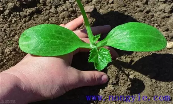 大棚秋延迟西葫芦种植技术和管理要点 大棚秋延迟西葫芦种植技术和管理要点